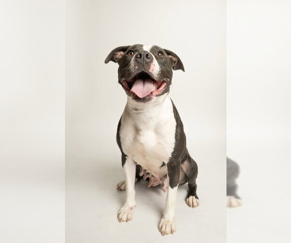 Medium Photo #1 Mutt Puppy For Sale in Rowlett, TX, USA