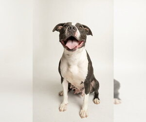 Mutt Dogs for adoption in Rowlett, TX, USA