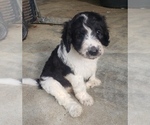 Small Photo #3 Aussiedoodle Puppy For Sale in DOWELLTOWN, TN, USA