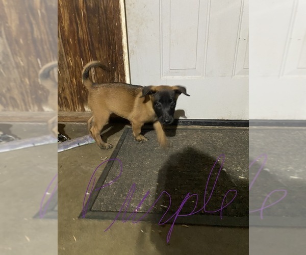 Medium Photo #15 Belgian Malinois Puppy For Sale in IMPERIAL BEACH, CA, USA
