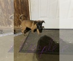 Small Photo #15 Belgian Malinois Puppy For Sale in IMPERIAL BEACH, CA, USA