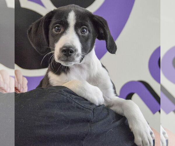Medium Photo #6 Beagle-Pointer Mix Puppy For Sale in Huntley, IL, USA