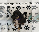 Small #2 Mutt