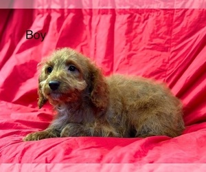 Cockapoo Puppy for sale in ROANOKE, IL, USA