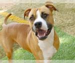 Small #2 American Bulldog Mix
