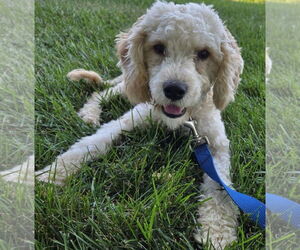 Maltese-Unknown Mix Dogs for adoption in Gibbstown, NJ, USA