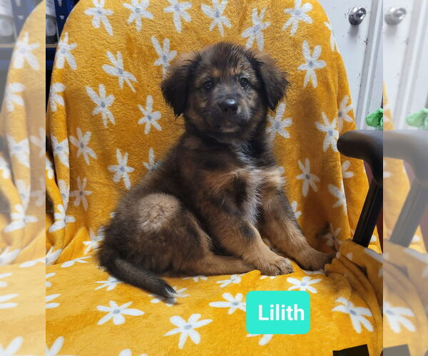 Medium Photo #3 Retriever -Unknown Mix Puppy For Sale in Richmond, IN, USA