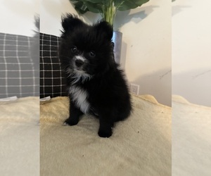 Pomeranian Puppy for sale in MADISON HEIGHTS, VA, USA