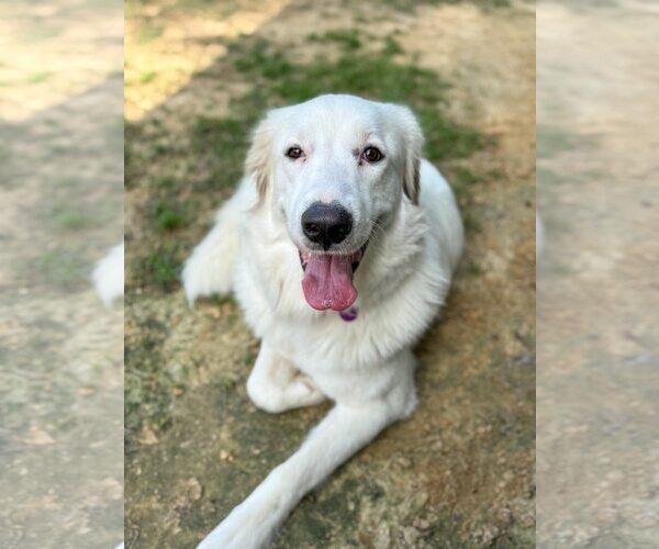 Medium Photo #19 Great Pyrenees-Unknown Mix Puppy For Sale in Houston, TX, USA