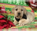 Small Photo #4 Labrador Retriever Puppy For Sale in LANCASTER, PA, USA