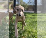Small Photo #5 Italian Greyhound Puppy For Sale in SAINT GEORGE, UT, USA