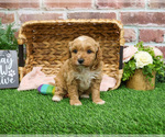 Small #15 Goldendoodle mix (+ Poodle Miniature)