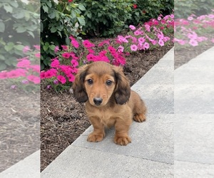 Dachshund Puppy for sale in CANOGA, NY, USA