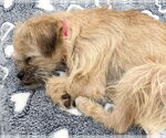Small #4 Border Terrier Mix