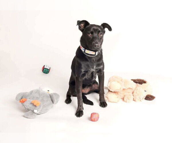 Medium Photo #3 Mutt Puppy For Sale in Oak Bluffs, MA, USA
