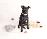 Small #2 Mutt