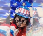 Small #11 Yorkshire Terrier