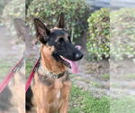 Small #35 German Shepherd Dog Mix