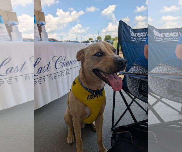 Medium Photo #6 Siberian Husky-Unknown Mix Puppy For Sale in White Bluff, TN, USA