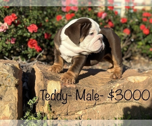 Medium Photo #18 Bulldog Puppy For Sale in SPRING, TX, USA