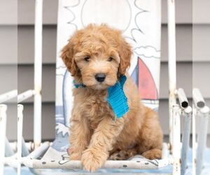 Goldendoodle (Miniature) Puppy for sale in NEWMANSTOWN, PA, USA