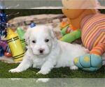 Small #3 Maltese