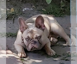 Father of the French Bulldog puppies born on 09/09/2019