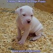 Small Photo #176 Dogo Argentino Puppy For Sale in PINEVILLE, MO, USA