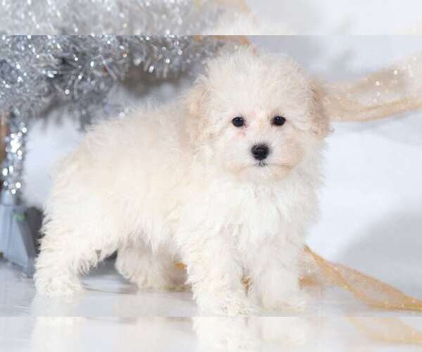 Medium Photo #1 Maltipoo Puppy For Sale in BEL AIR, MD, USA