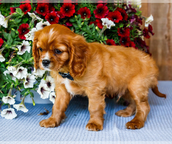 Medium Photo #6 Cavalier King Charles Spaniel Puppy For Sale in WAKARUSA, IN, USA