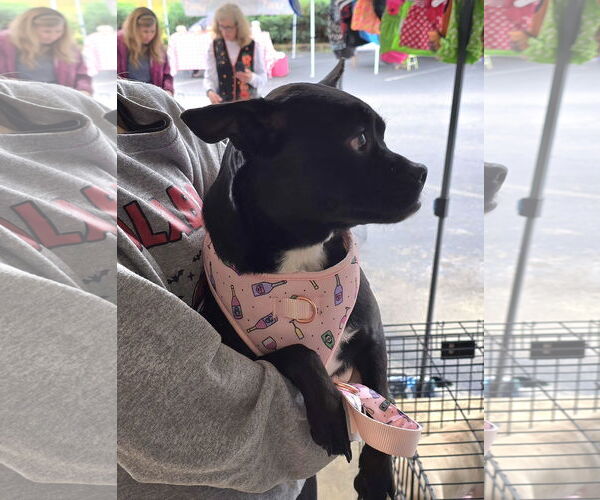 Medium Photo #2 Mutt Puppy For Sale in Wetumpka, AL, USA