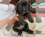 Small Photo #4 Mastiff Puppy For Sale in MERCED, CA, USA