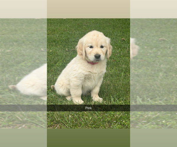Medium Photo #7 Golden Retriever Puppy For Sale in FAYETTEVILLE, TN, USA