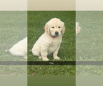 Small #6 Golden Retriever