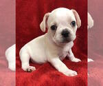 Small Photo #6 French Bulldog Puppy For Sale in CHARLESTON, SC, USA