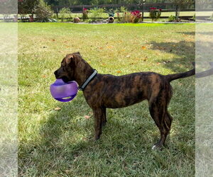 Zoey- total package - Female American Pit Bull Terrier-Unknown Mix Dog for Adoption - Photo #4