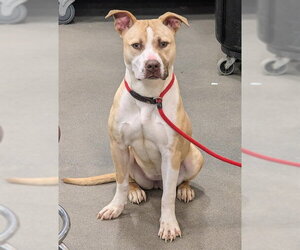 Mutt Dogs for adoption in Forestville, MD, USA