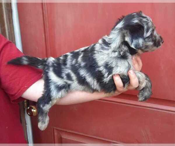 Medium Photo #5 Aussiedoodle Puppy For Sale in COTTAGEVILLE, SC, USA