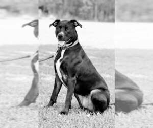 Bull Terrier-Labrador Retriever Mix Dogs for adoption in Ocean Springs, MS, USA