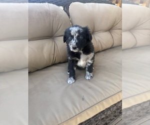 Medium Australian Shepherd