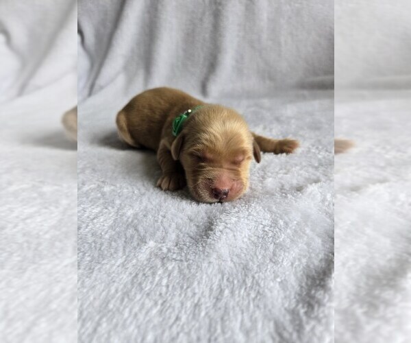 Medium Photo #1 Golden Retriever Puppy For Sale in WILLIAMSTOWN, KY, USA
