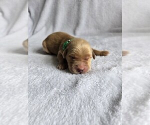 Golden Retriever Puppy for sale in WILLIAMSTOWN, KY, USA