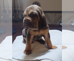 Bloodhound Puppy for sale in HUDSON, FL, USA
