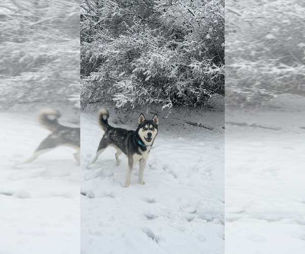 Medium Photo #1 French Bulldog-Siberian Husky Mix Puppy For Sale in MILWAUKEE, WI, USA