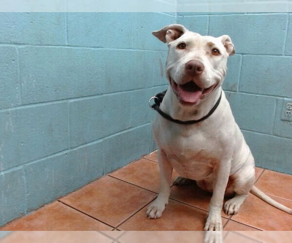Medium Photo #1 American Pit Bull Terrier Puppy For Sale in Downey, CA, USA