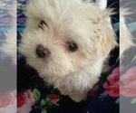 Small Photo #5 Shih Tzu Puppy For Sale in LEBANON, OR, USA