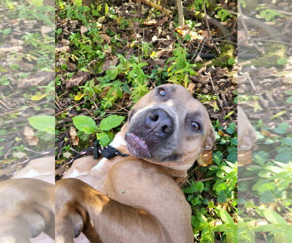 Medium Photo #7 American Pit Bull Terrier-Unknown Mix Puppy For Sale in Lockport, NY, USA