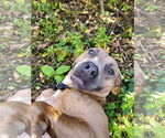 Small #6 American Pit Bull Terrier Mix