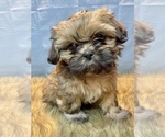 Small Photo #4 Shih Tzu Puppy For Sale in PARSONS, KS, USA