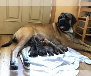 Mother of the Mastiff puppies born on 08/01/2020